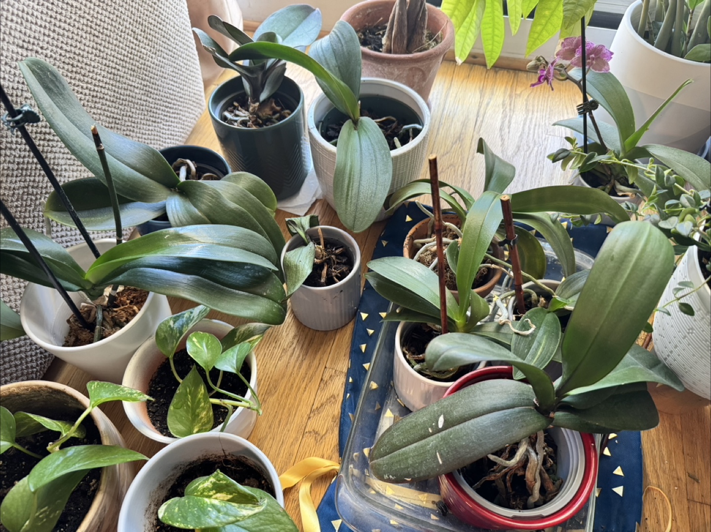 Orchid Plant (can pick by each)