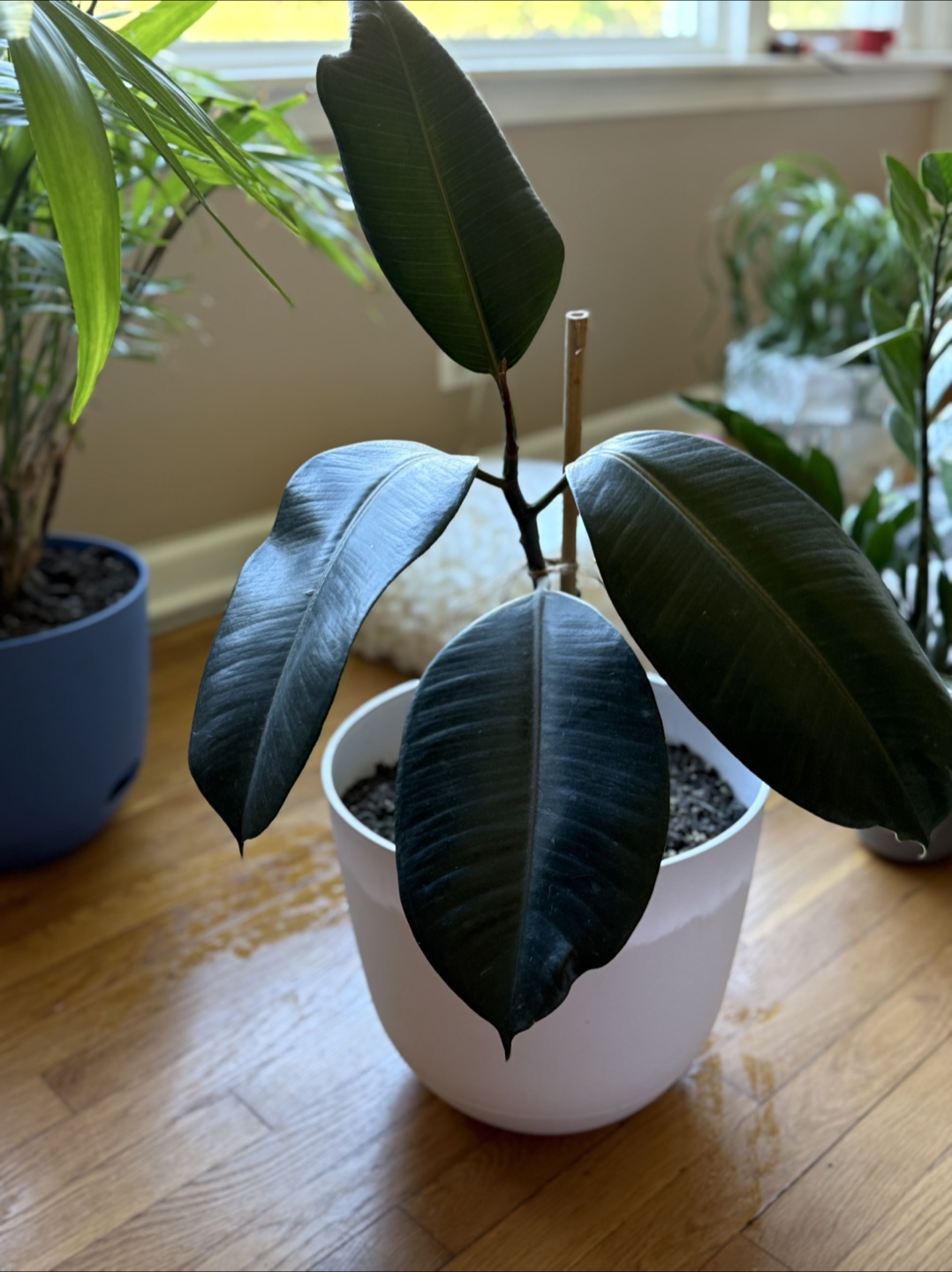 🌳 Rubber Plant (Ficus Elastica)