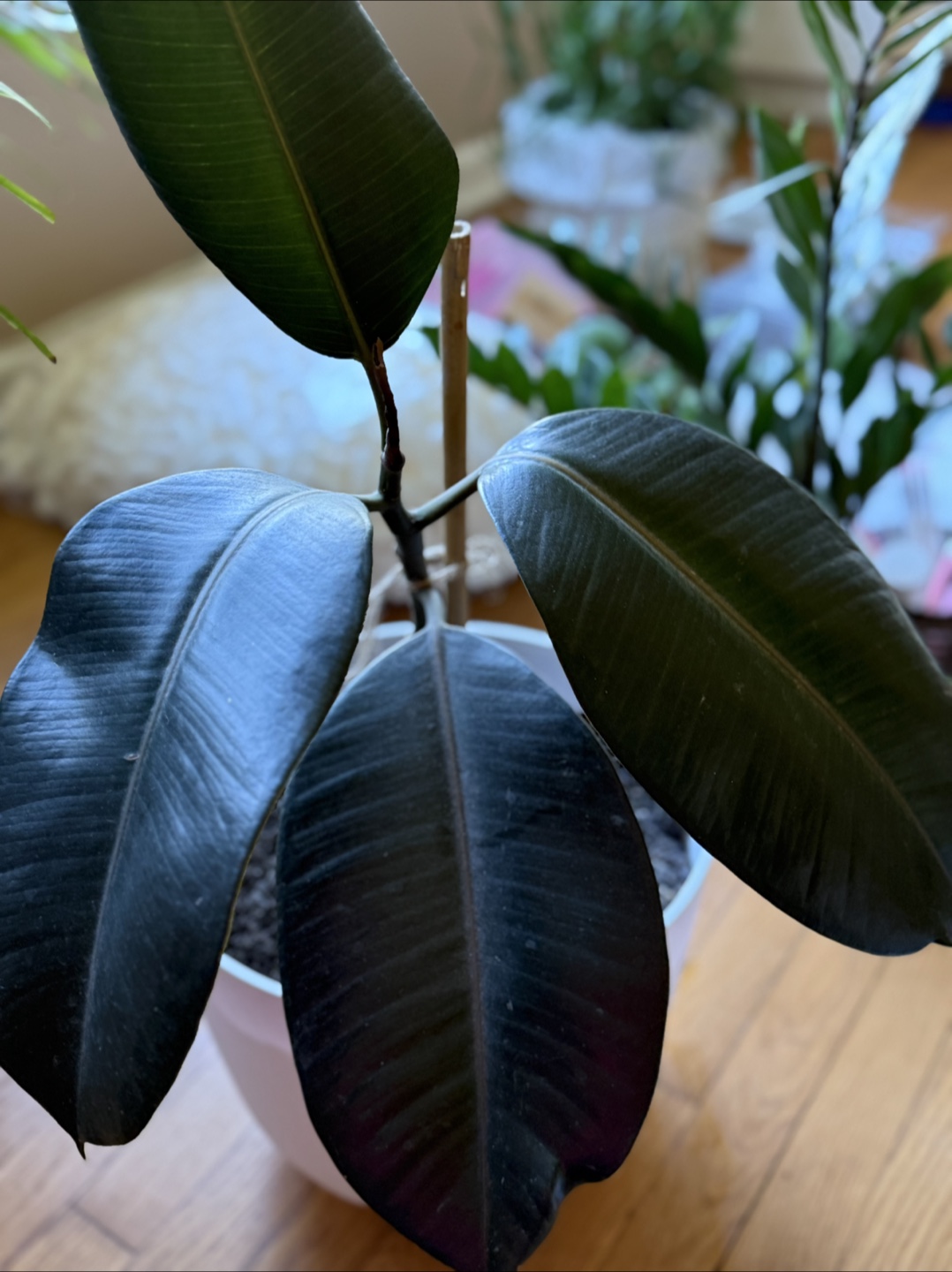 🌳 Rubber Plant (Ficus Elastica) - photo 2