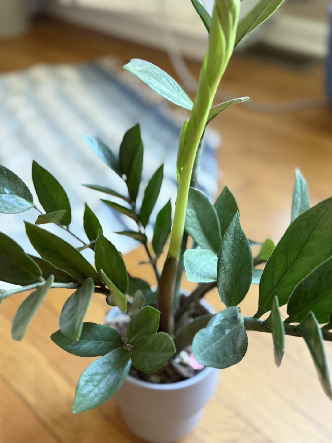 ZZ Plant – Thriving & Low Maintenance – Decorative Pot Included - photo 2