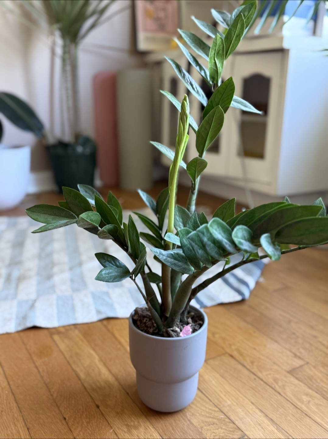 ZZ Plant – Thriving & Low Maintenance – Decorative Pot Included