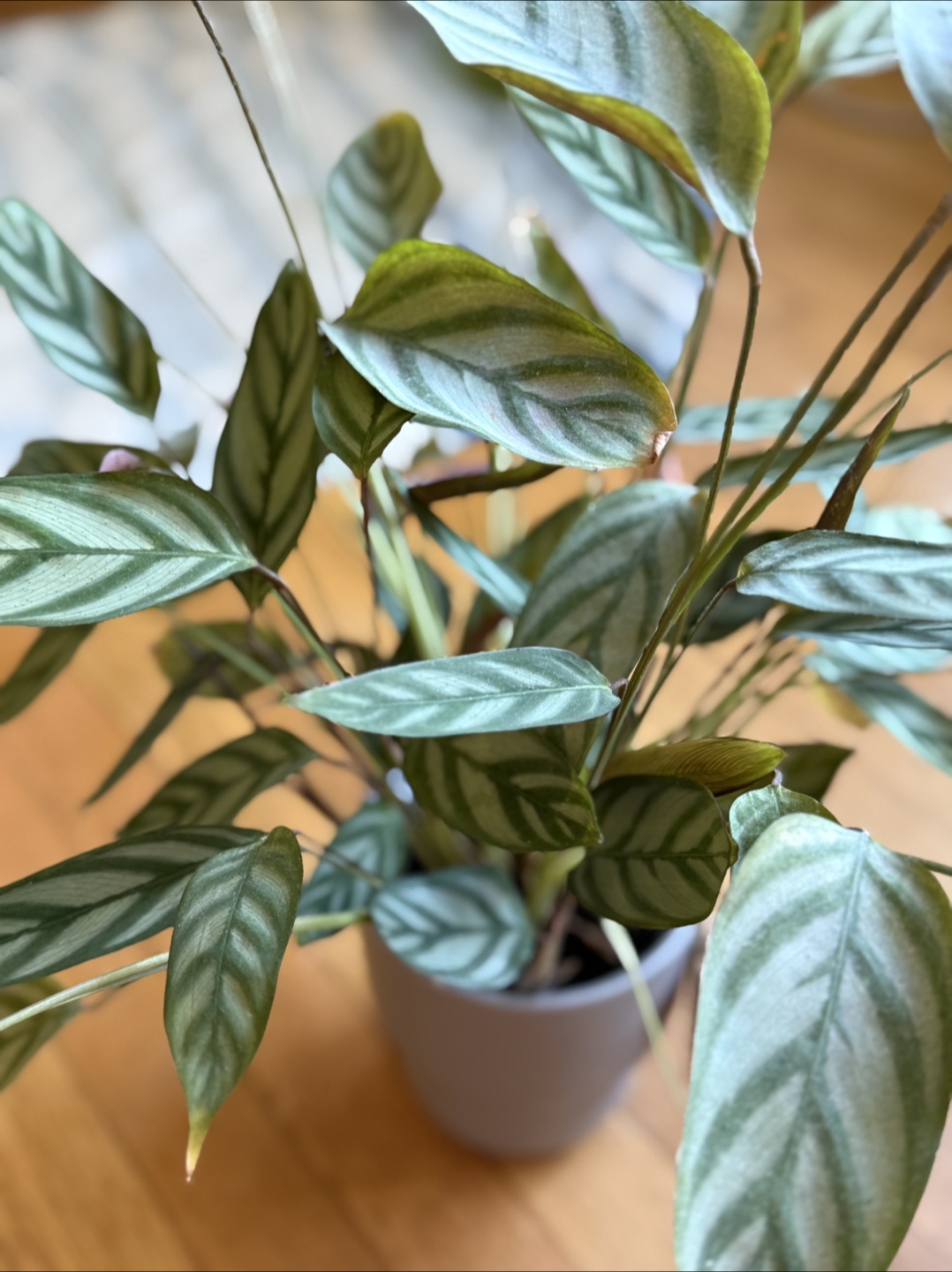 Calathea Beauty Star – Decorative Pot Included - photo 2