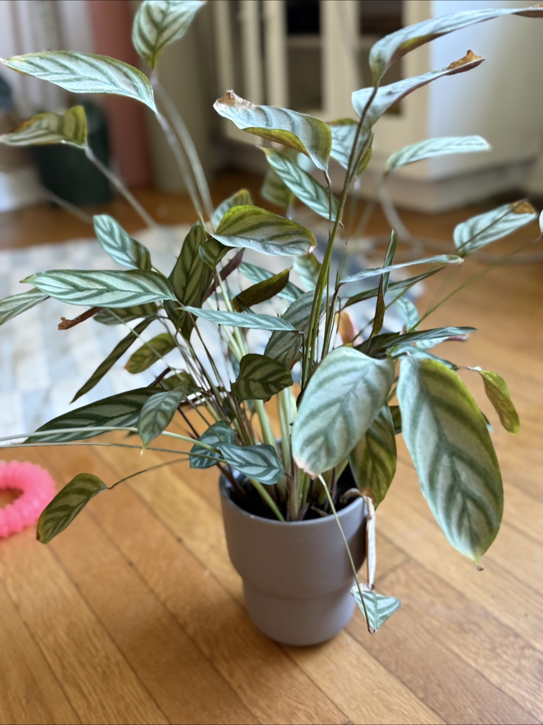 Calathea Beauty Star – Decorative Pot Included