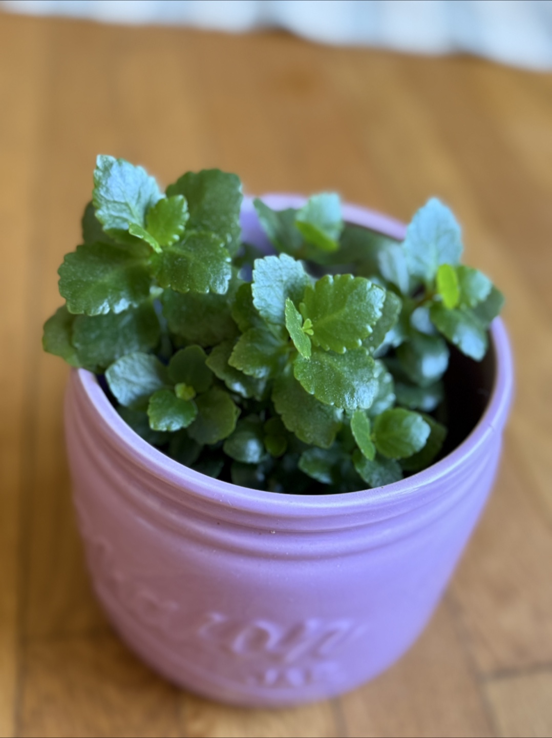 Kalanchoe Succulent in Designer Pot – Perfect Gift!