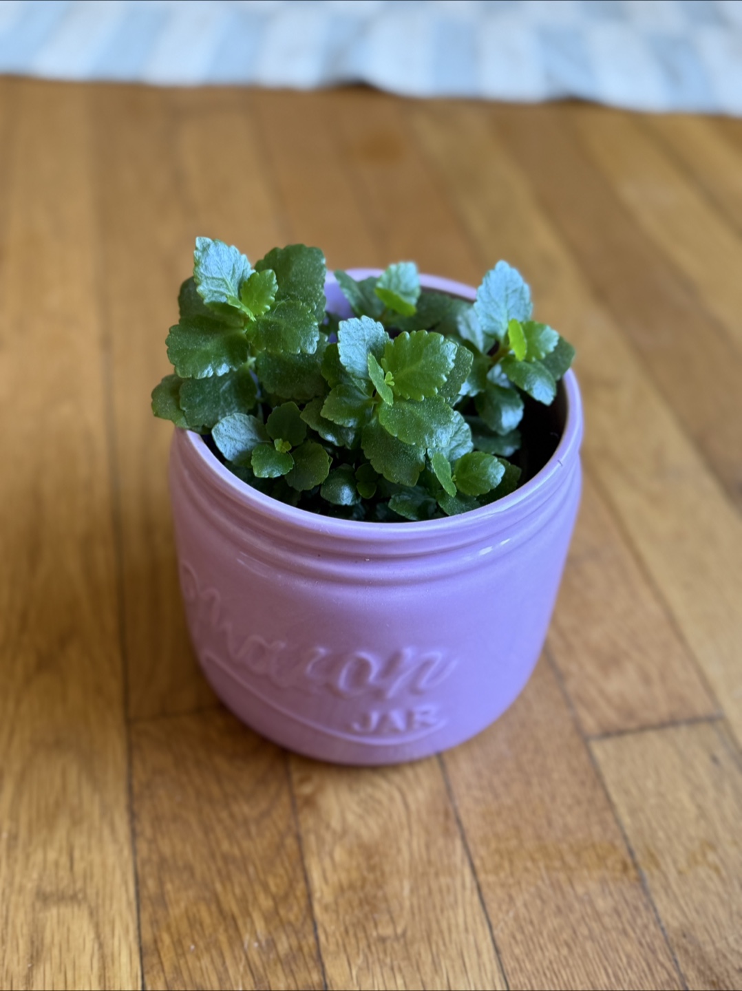 Kalanchoe Succulent in Designer Pot – Perfect Gift! - photo 2