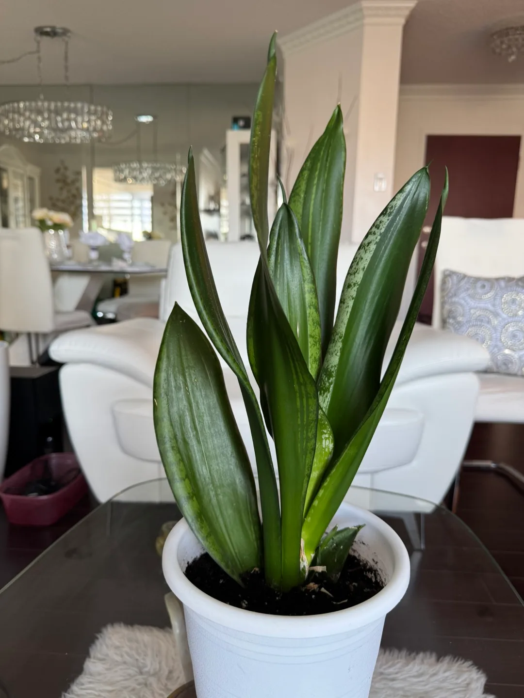 Snake Plant in White Pot image indicator(2)