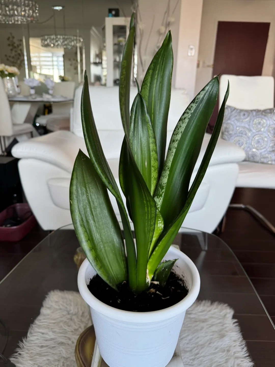 Snake Plant in White Pot image indicator(3)