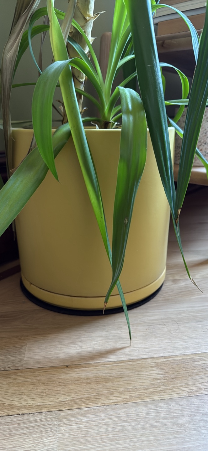 #freecycle Large Yellow Planter Pot - photo 2