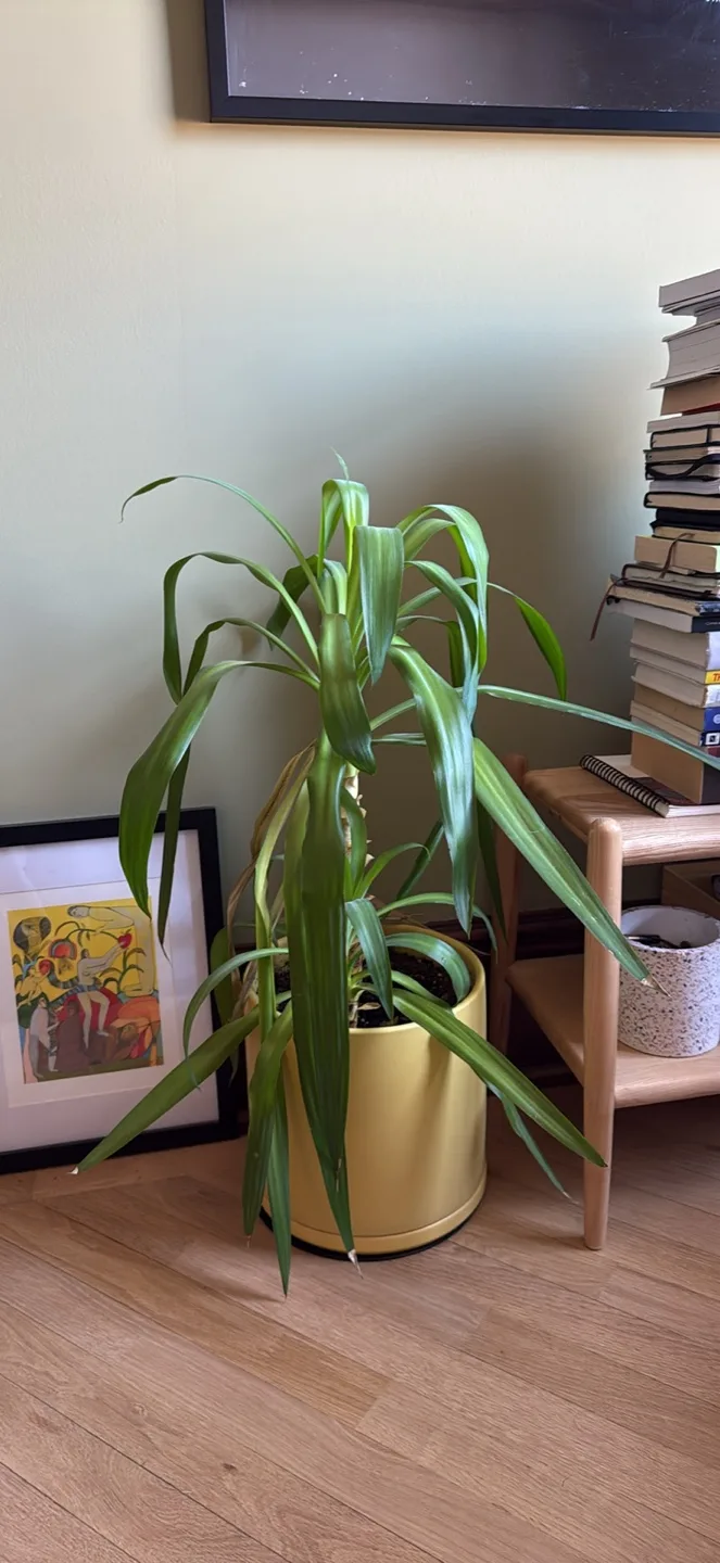 #freecycle Large Yellow Planter Pot