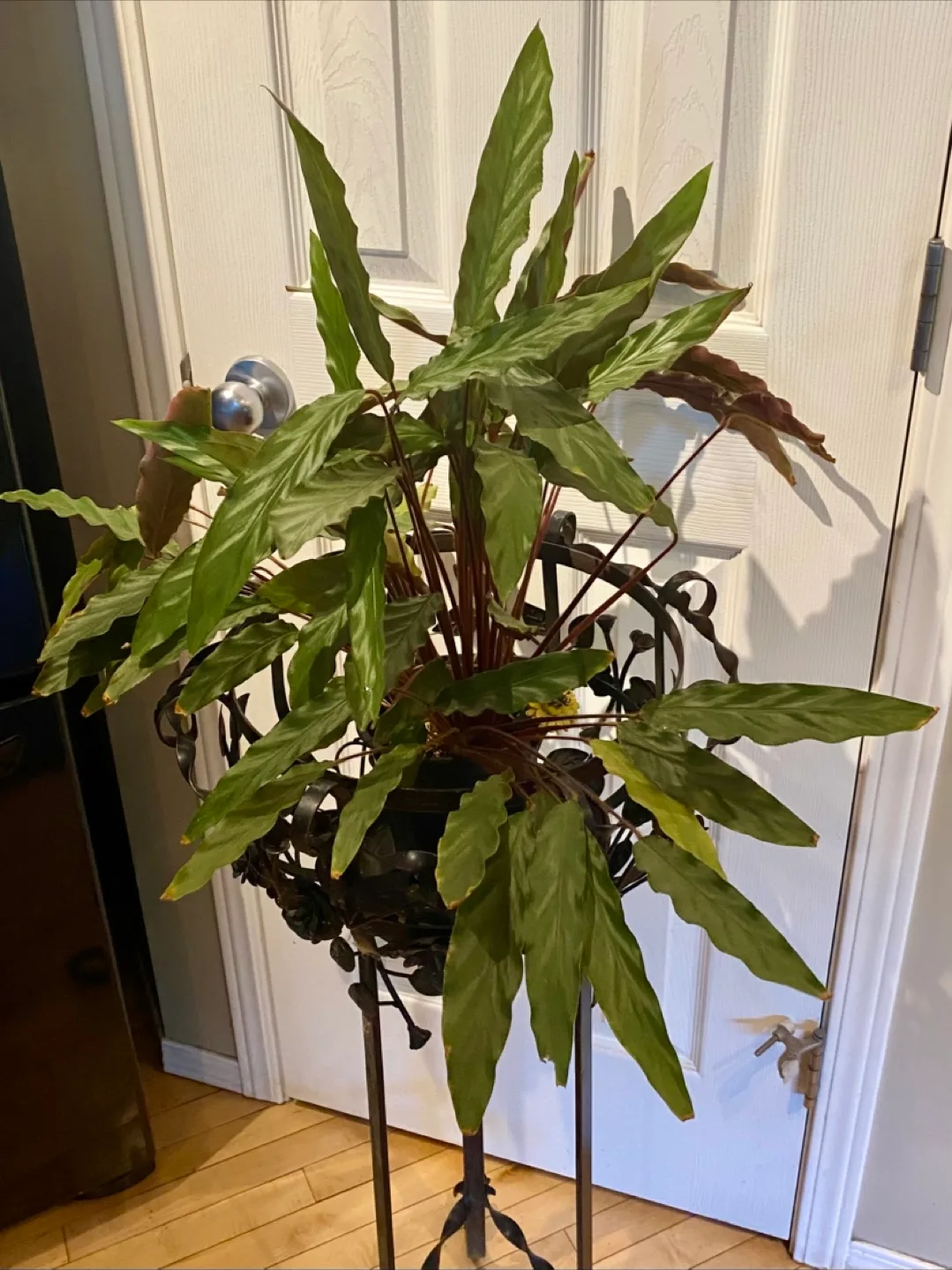 Calathea Ornata Plant in Decorative Stand thumbnail