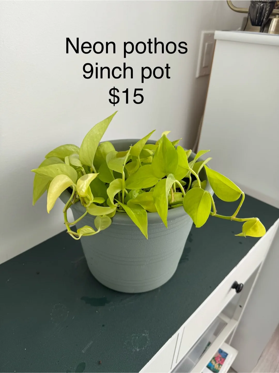 Neon Pothos in 9 inch Pot thumbnail