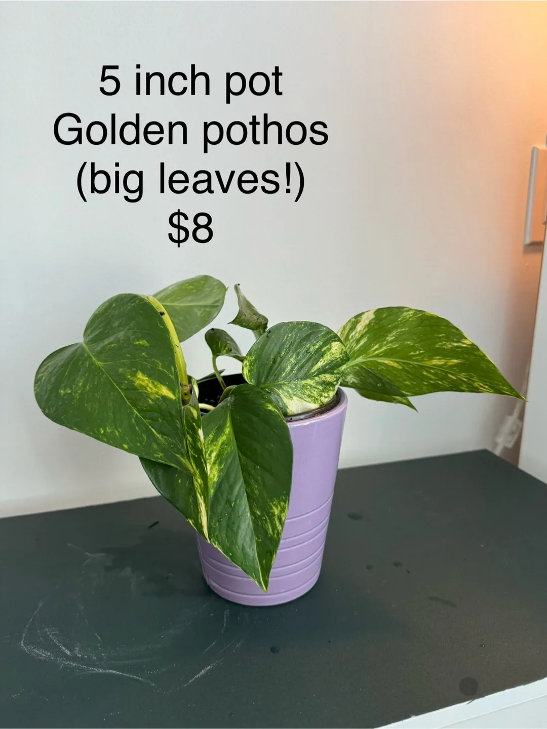5 inch Golden Pothos in Lavender Pot thumbnail