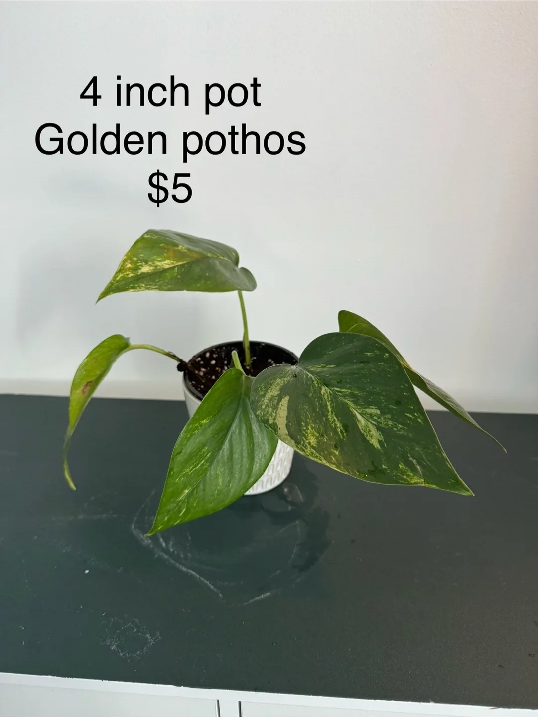 Golden Pothos in 4 inch pot thumbnail