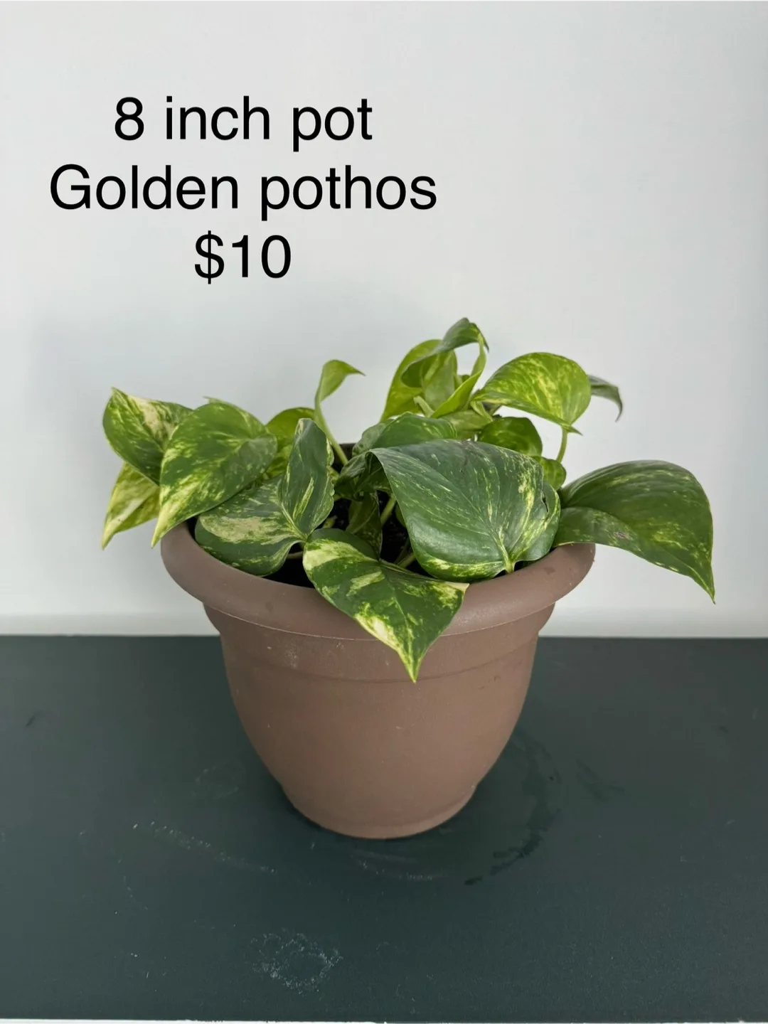 8 inch Golden Pothos in Brown Pot thumbnail