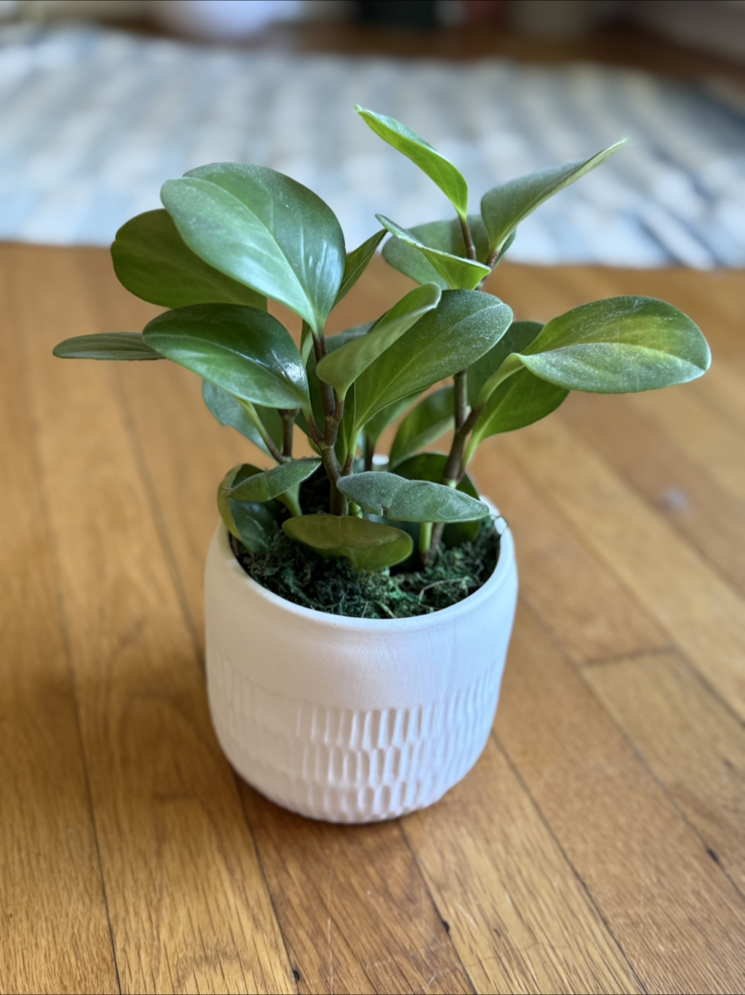 Peperomia ‘Baby Rubber Plant’ in Ceramic Pot - photo 2