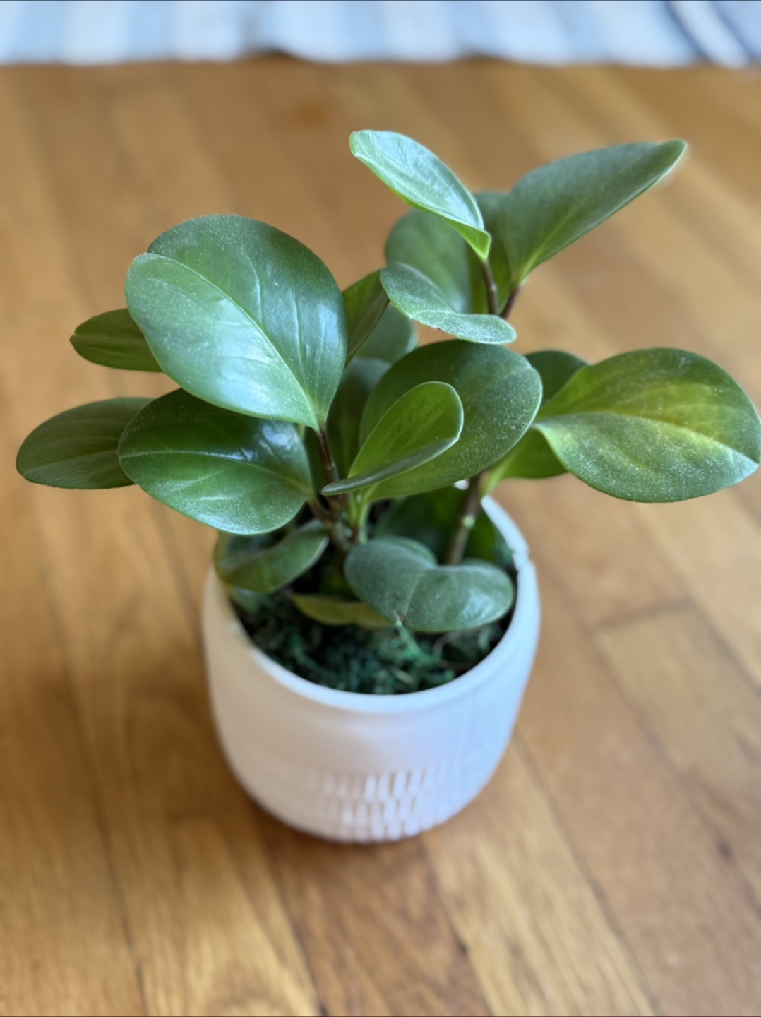 Peperomia ‘Baby Rubber Plant’ in Ceramic Pot