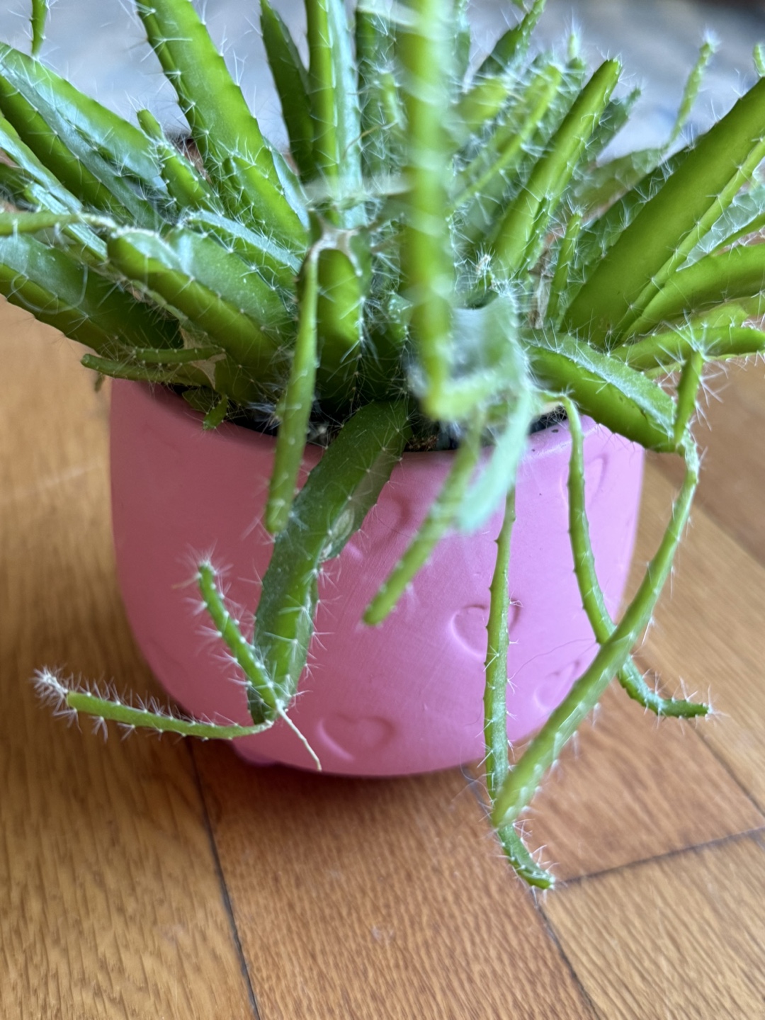 Unique Epiphytic Cactus in Pink Pot – Easy Care, Fun Shape - photo 3