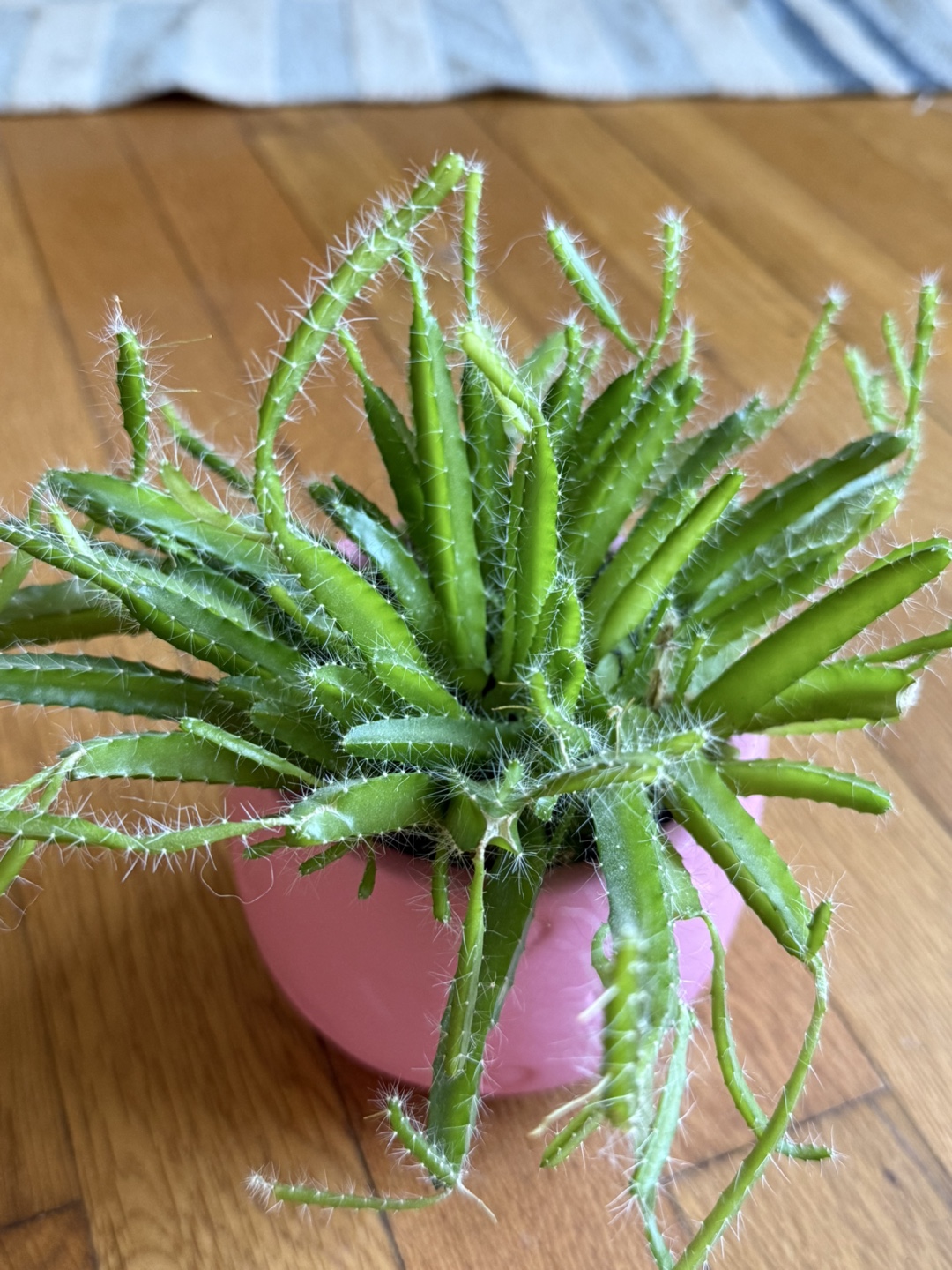 Unique Epiphytic Cactus in Pink Pot – Easy Care, Fun Shape