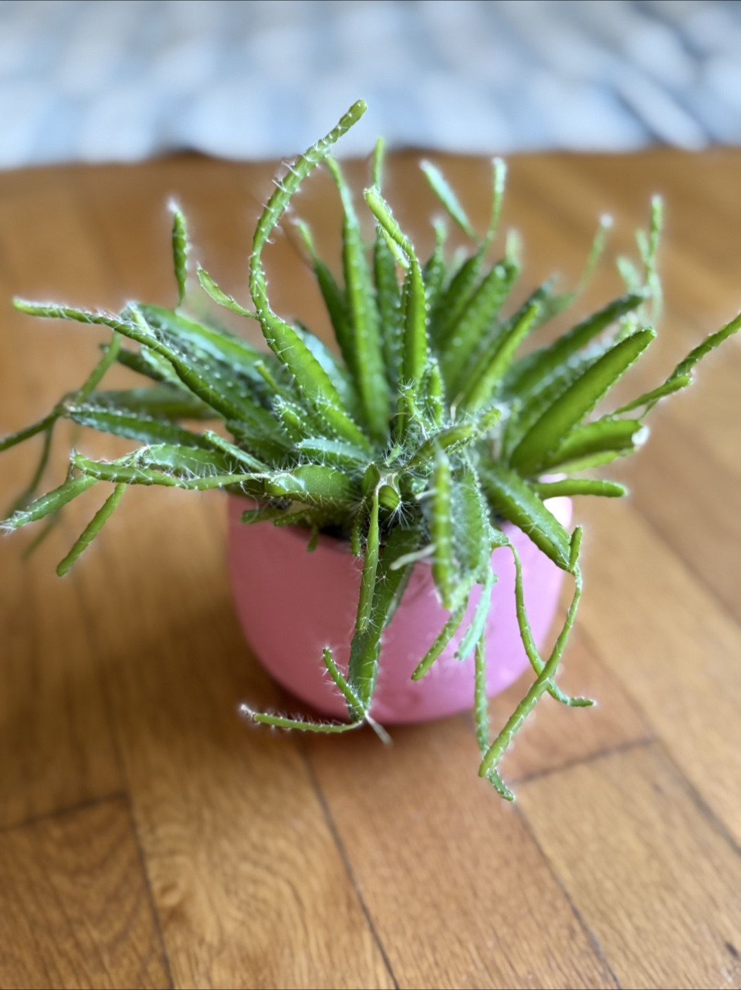 Unique Epiphytic Cactus in Pink Pot – Easy Care, Fun Shape - photo 2