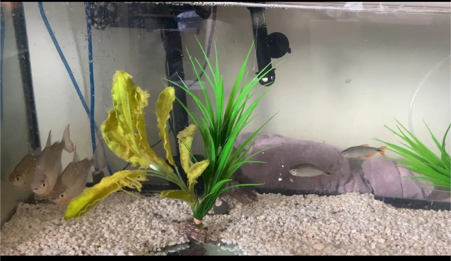 Large Fish Tank Aquarium image indicator(2)