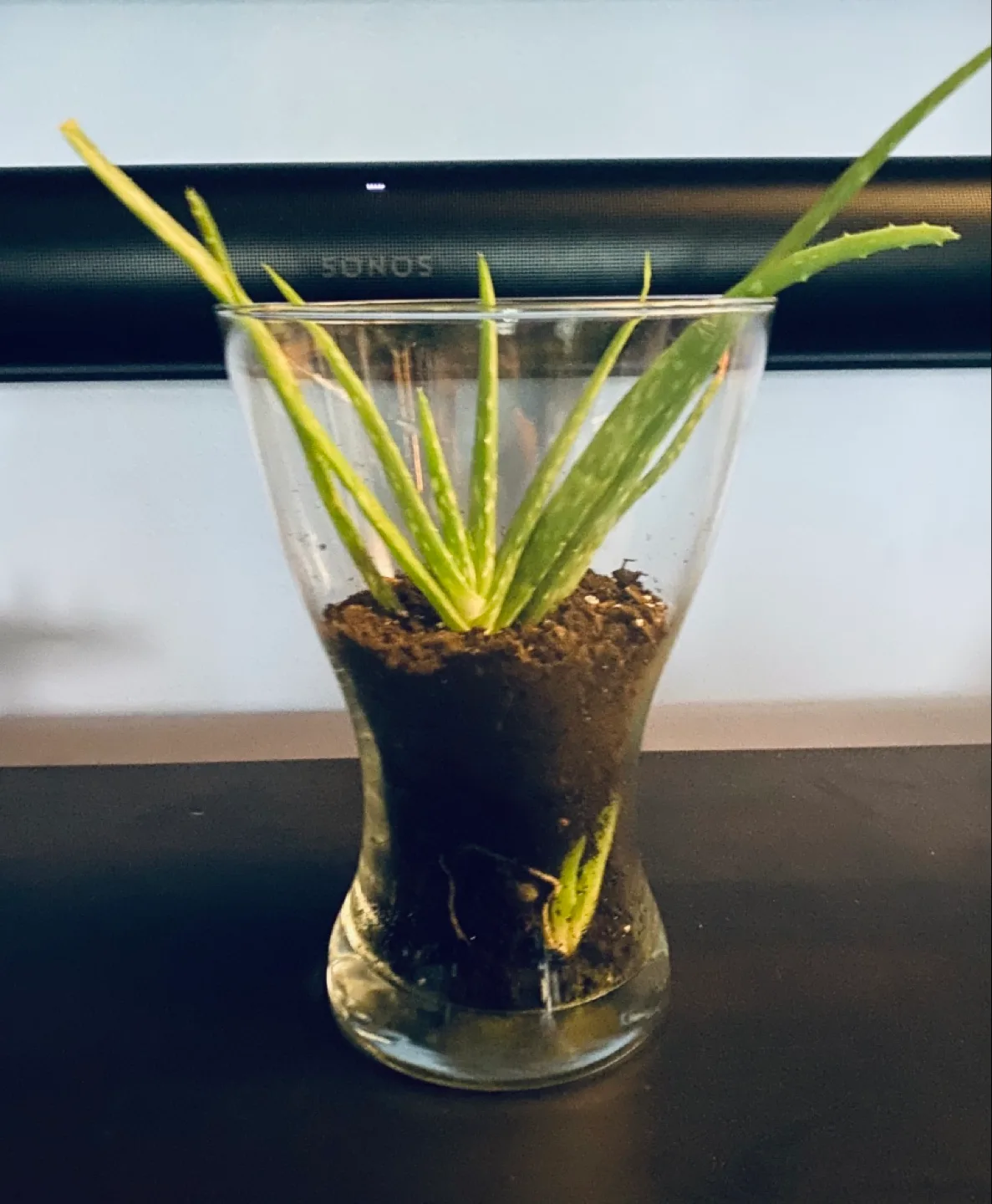 Aloe Vera Plant in Glass Vase thumbnail