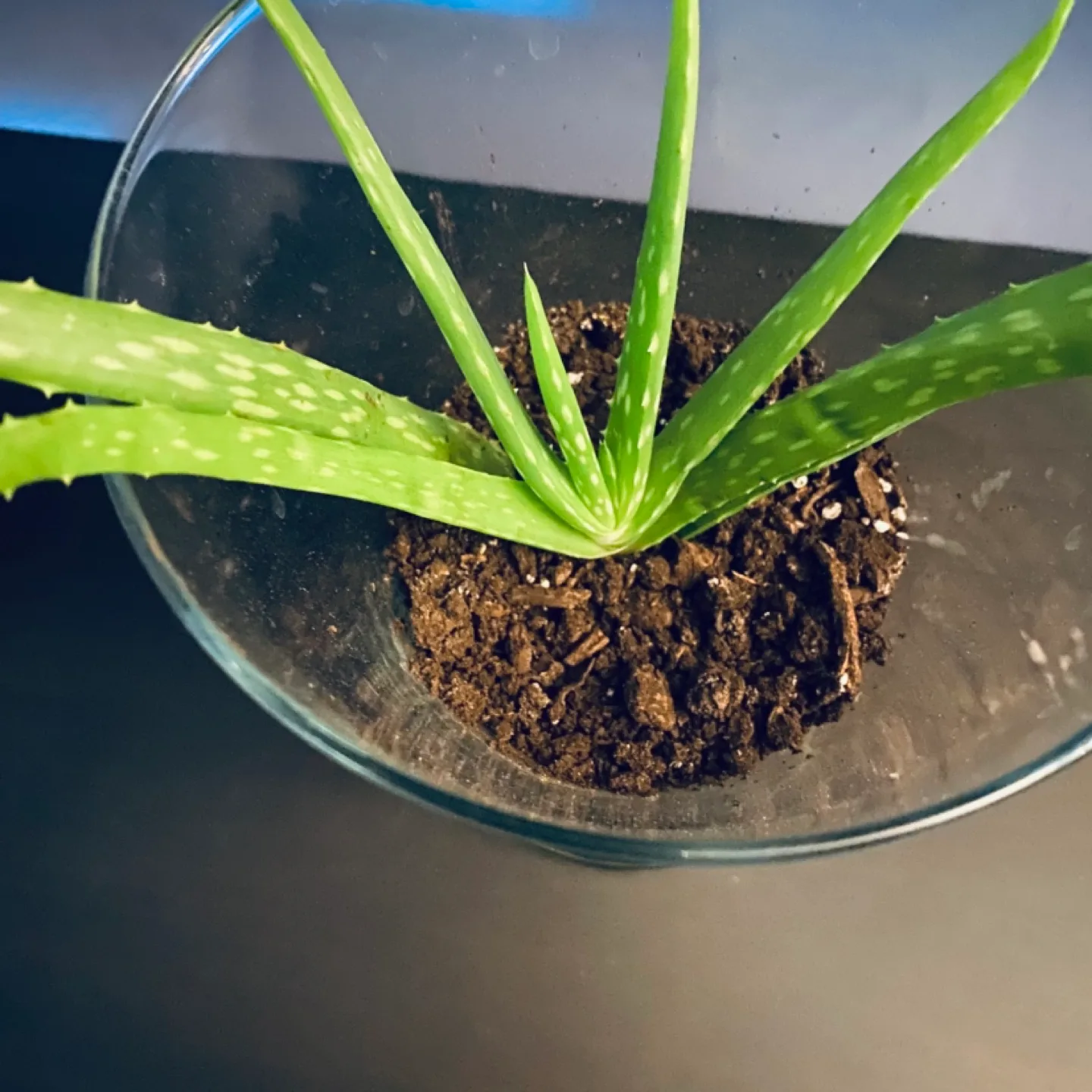 Aloe Vera Plant in Glass Vase image indicator(2)