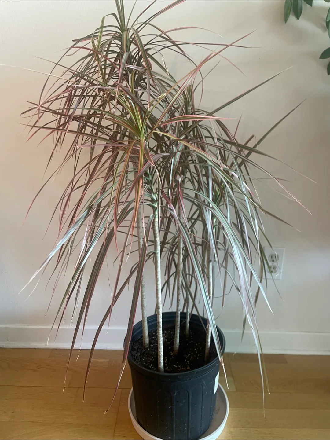 Dracaena Marginata Colorata Plant thumbnail