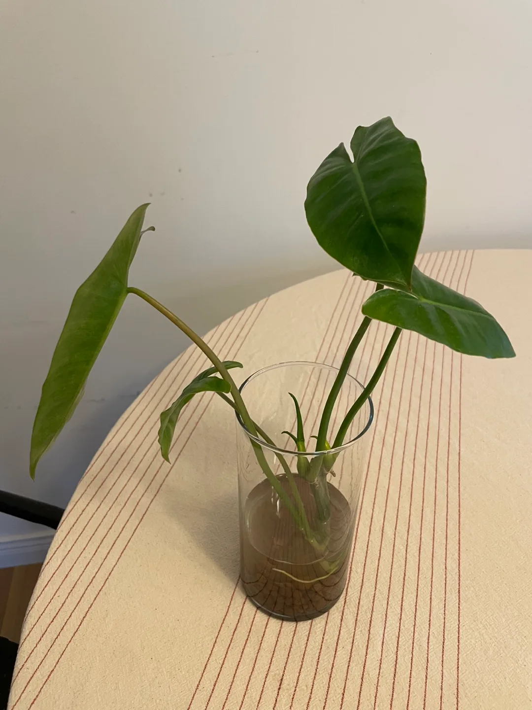Philodendron Burle Marx – Rooted in Water thumbnail