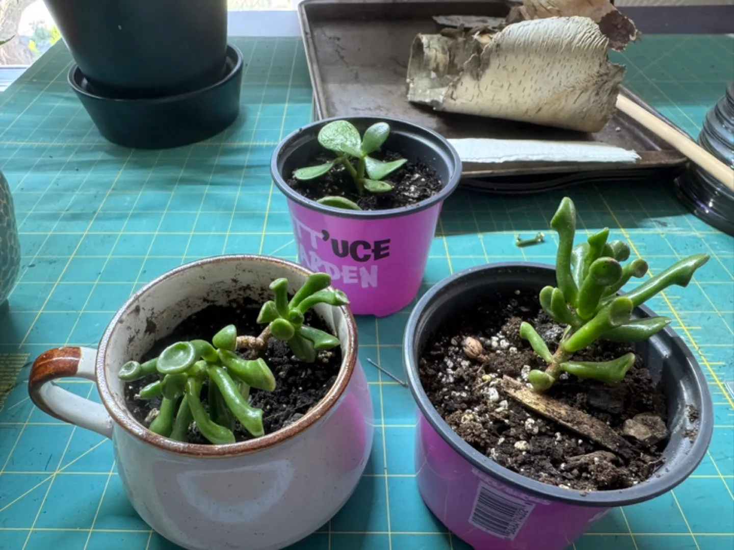 #freecycle Three small jade plants thumbnail