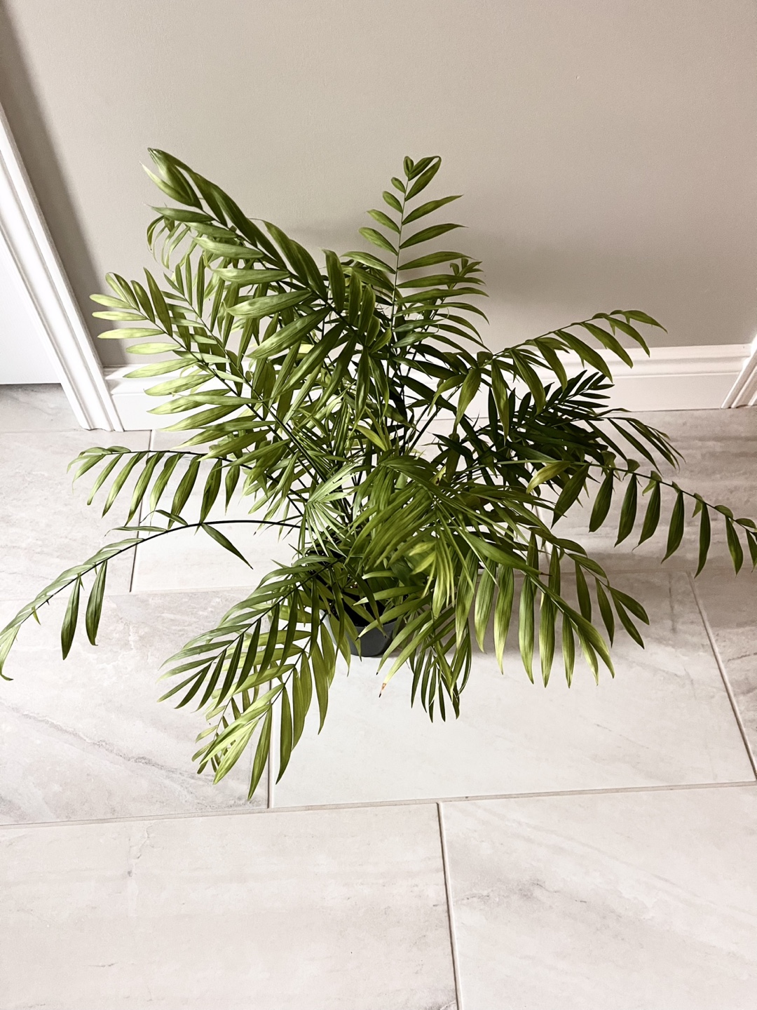 Healthy Parlour Palm Plant - photo 2