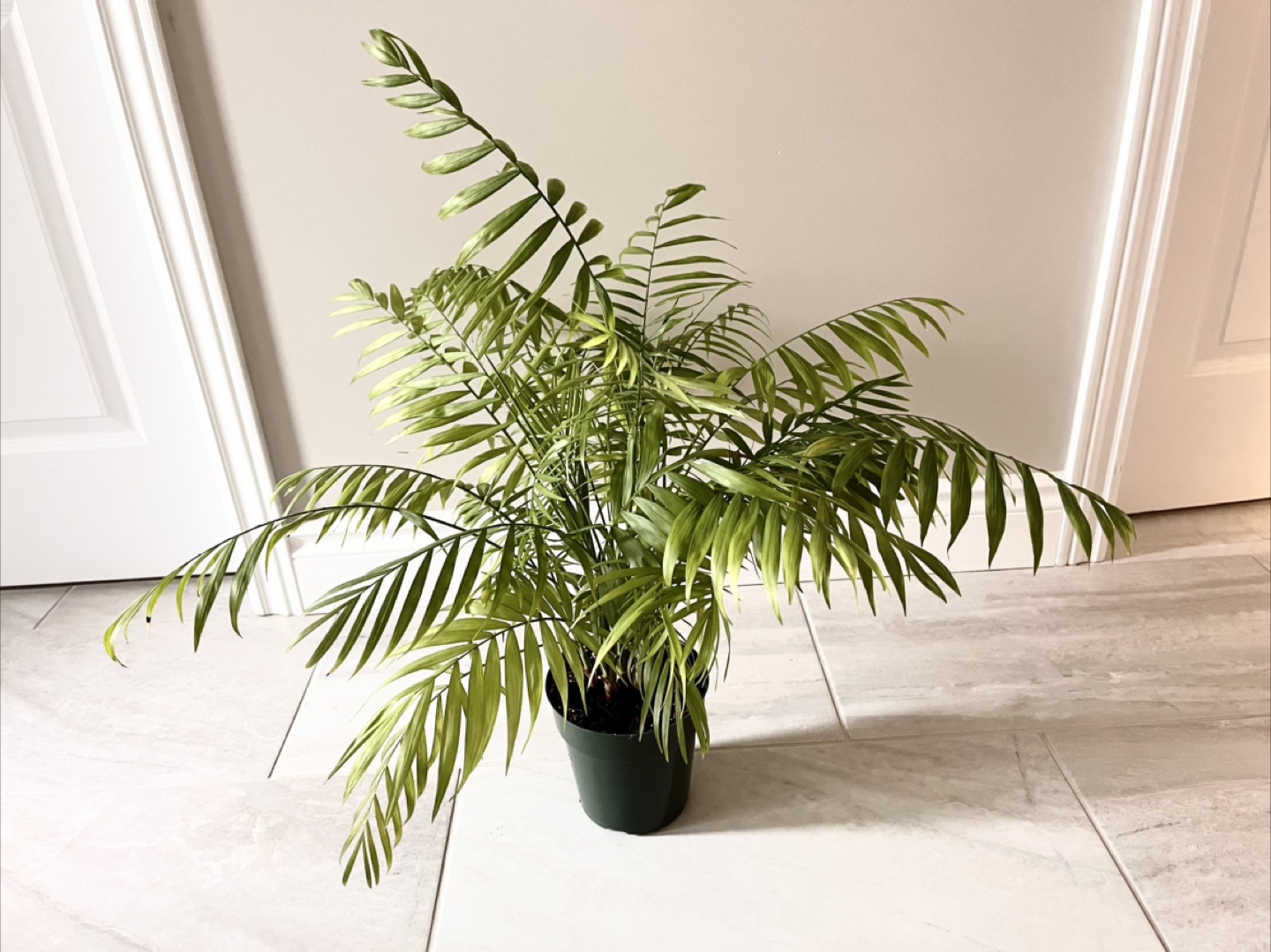 Healthy Parlour Palm Plant