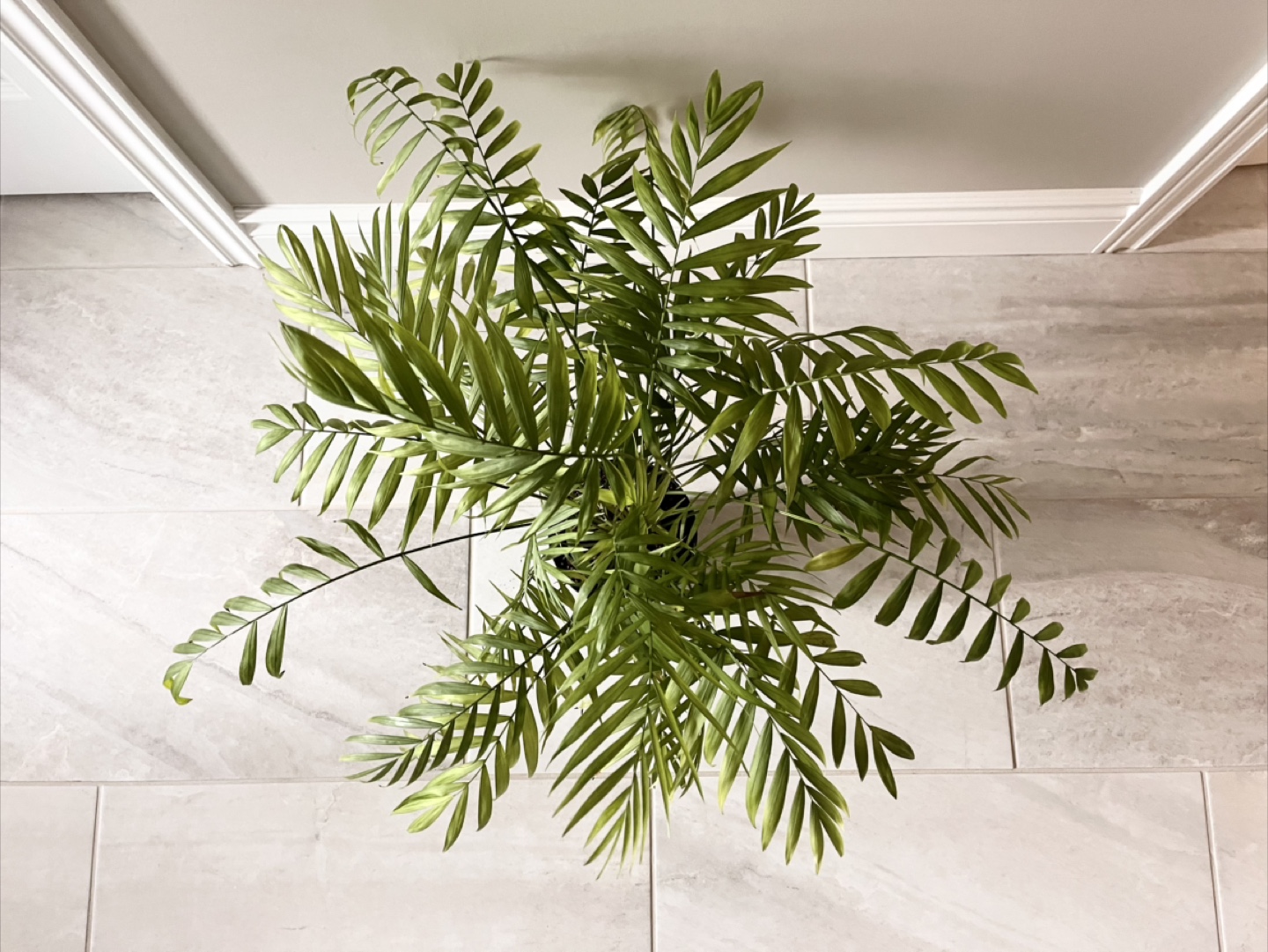 Healthy Parlour Palm Plant - photo 3