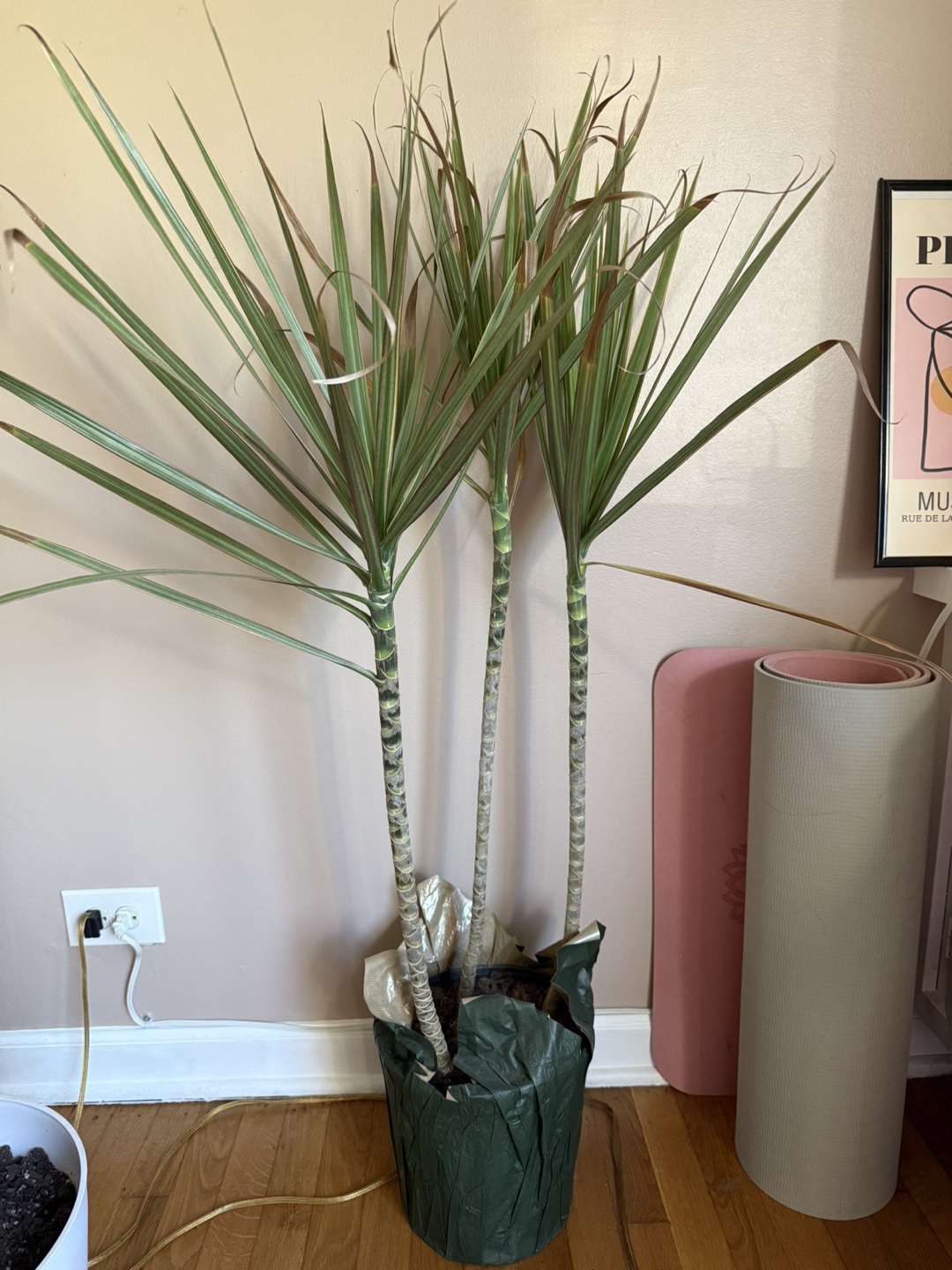 Large Dracaena Marginata – 3-Stem Dragon Tree 🌿