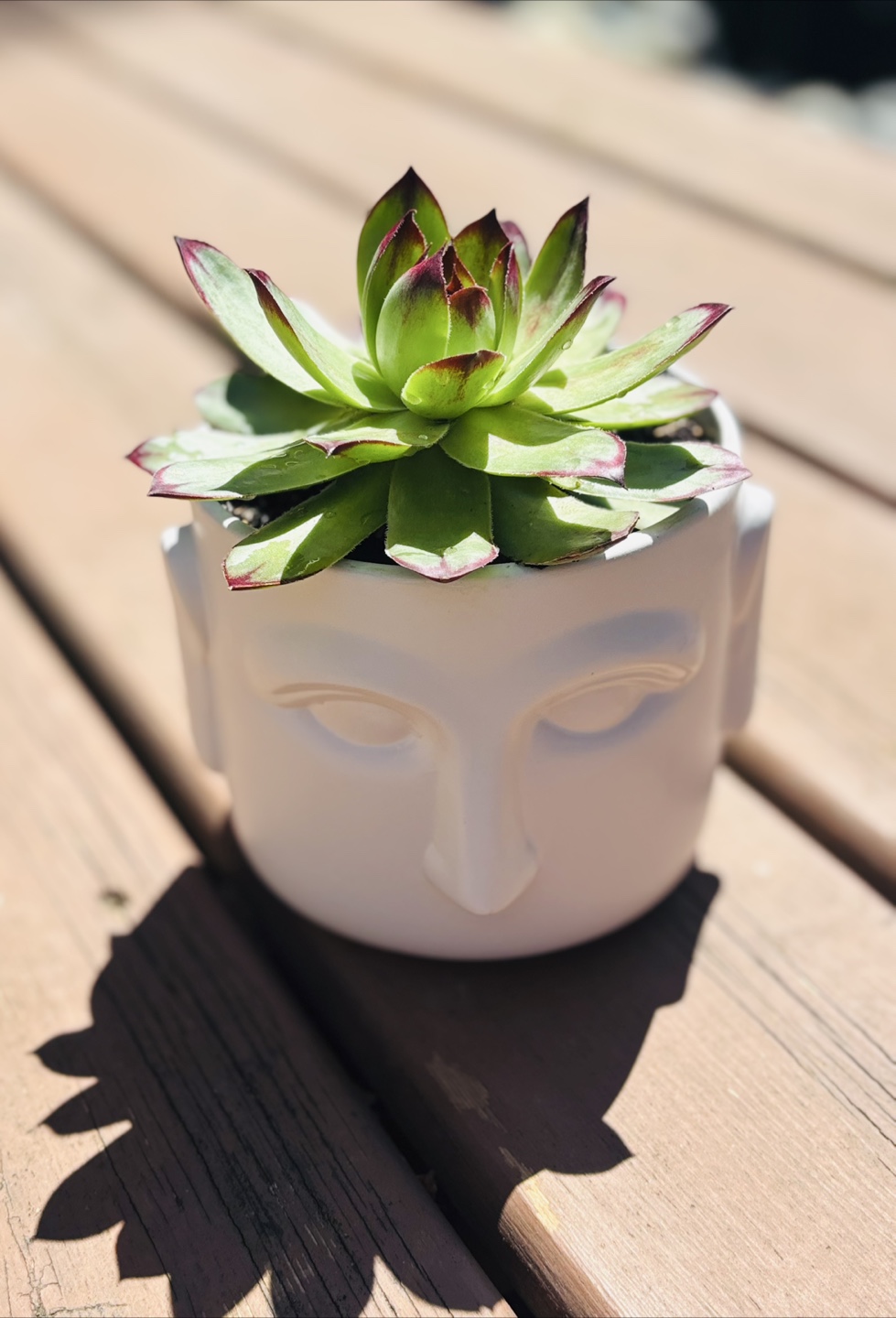 Succulent Planter - Face Pot - photo 4