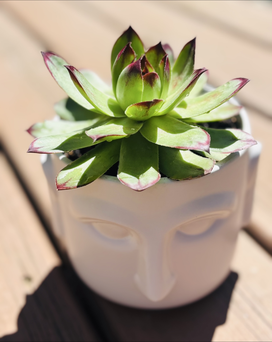 Succulent Planter - Face Pot - photo 3