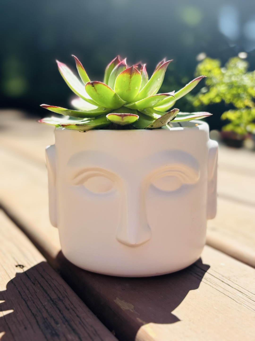 Succulent Planter - Face Pot
