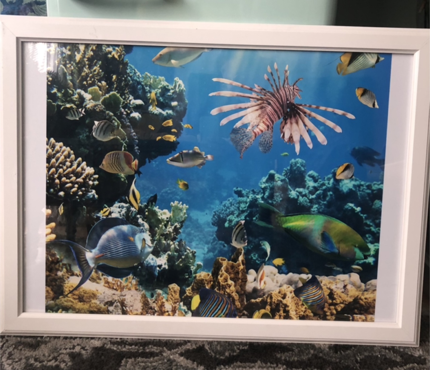 Pair of Framed Ocean Life Prints - photo 2