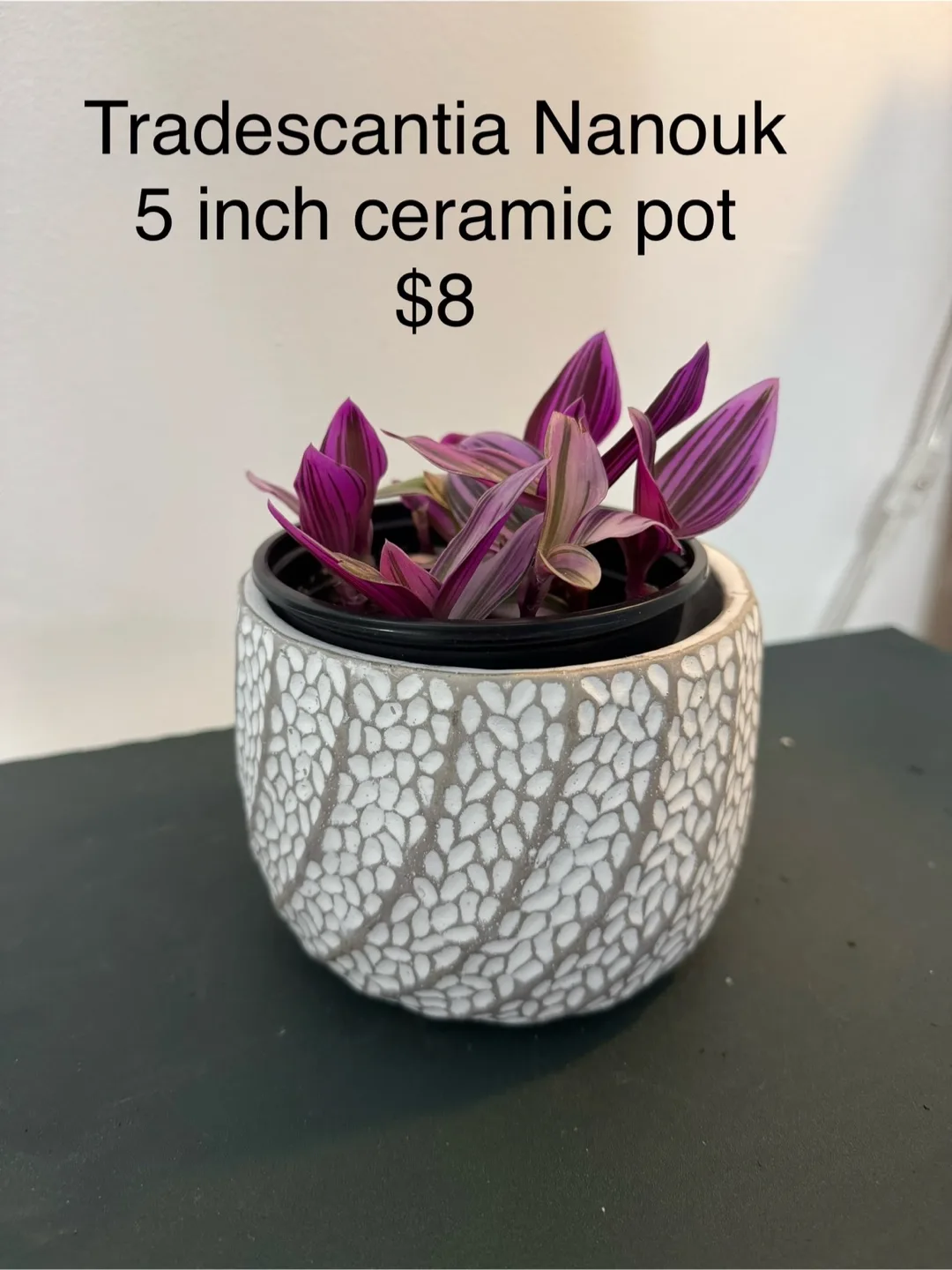 Tradescantia Nanouk in 5 inch Ceramic Pot thumbnail