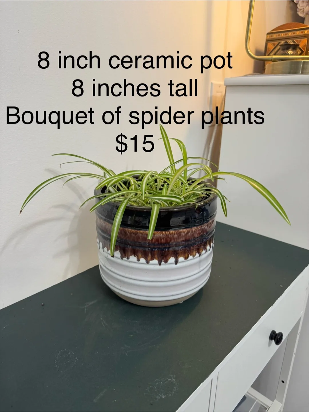 8" Ceramic Pot with Spider Plants thumbnail