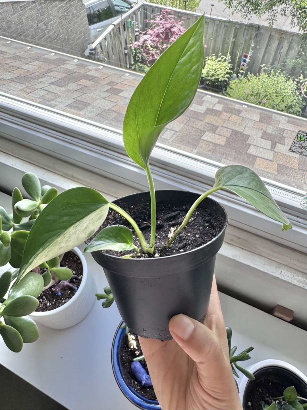 Pothos - A - photo 4