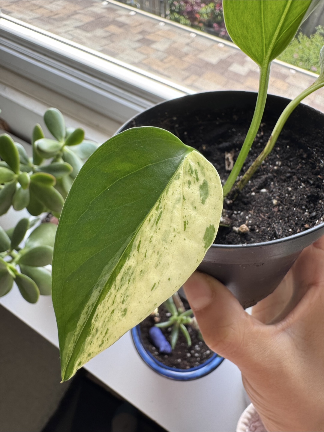 Pothos - A - photo 2