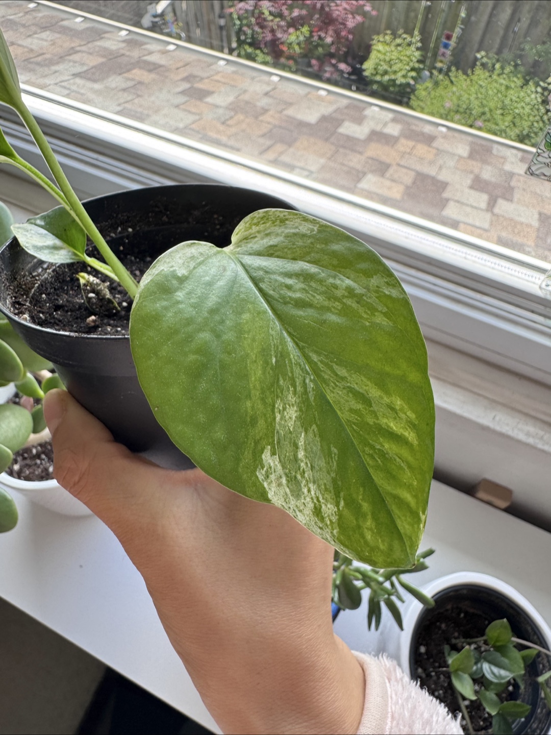 Pothos - A - photo 3