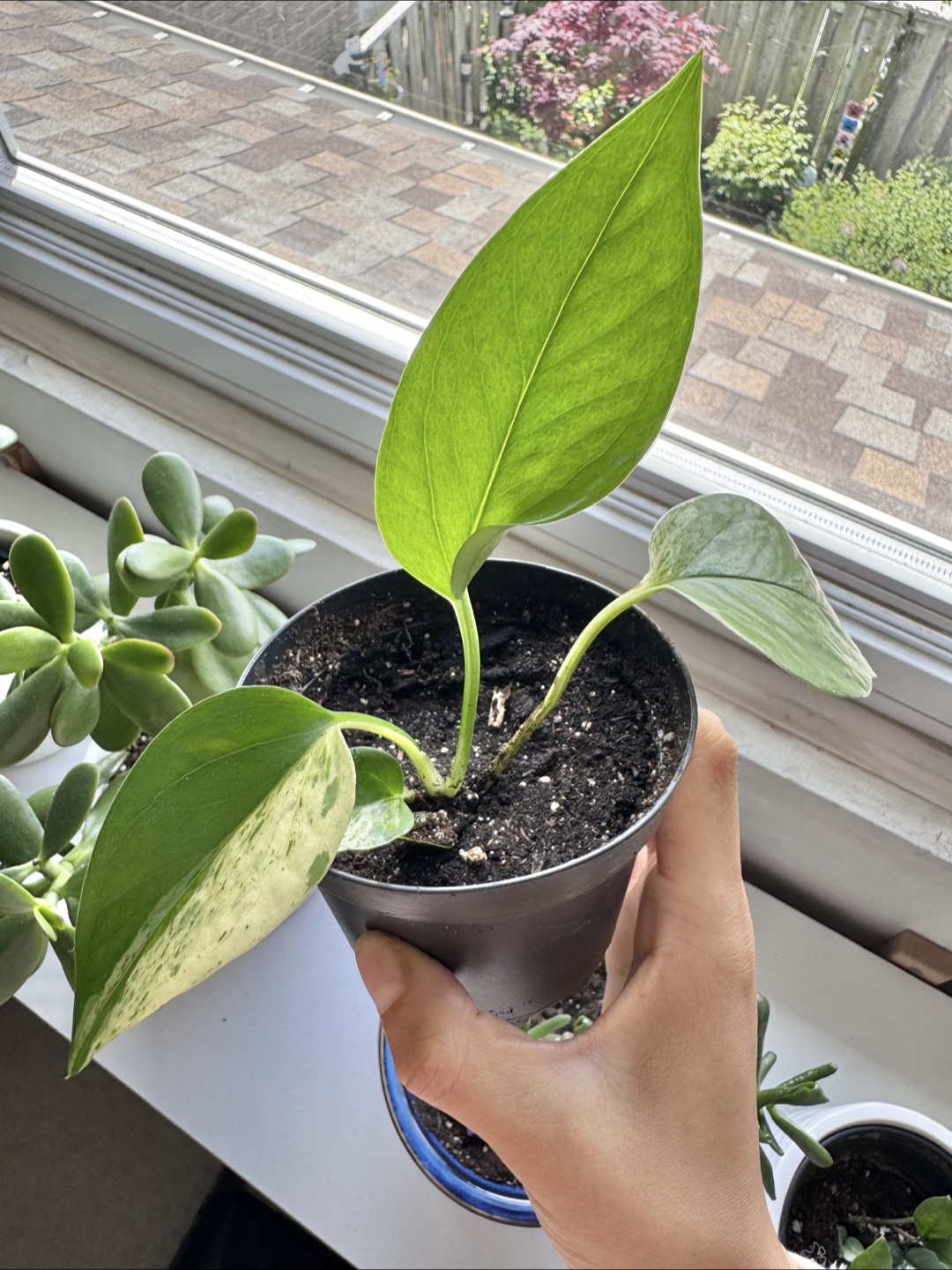 Pothos - A