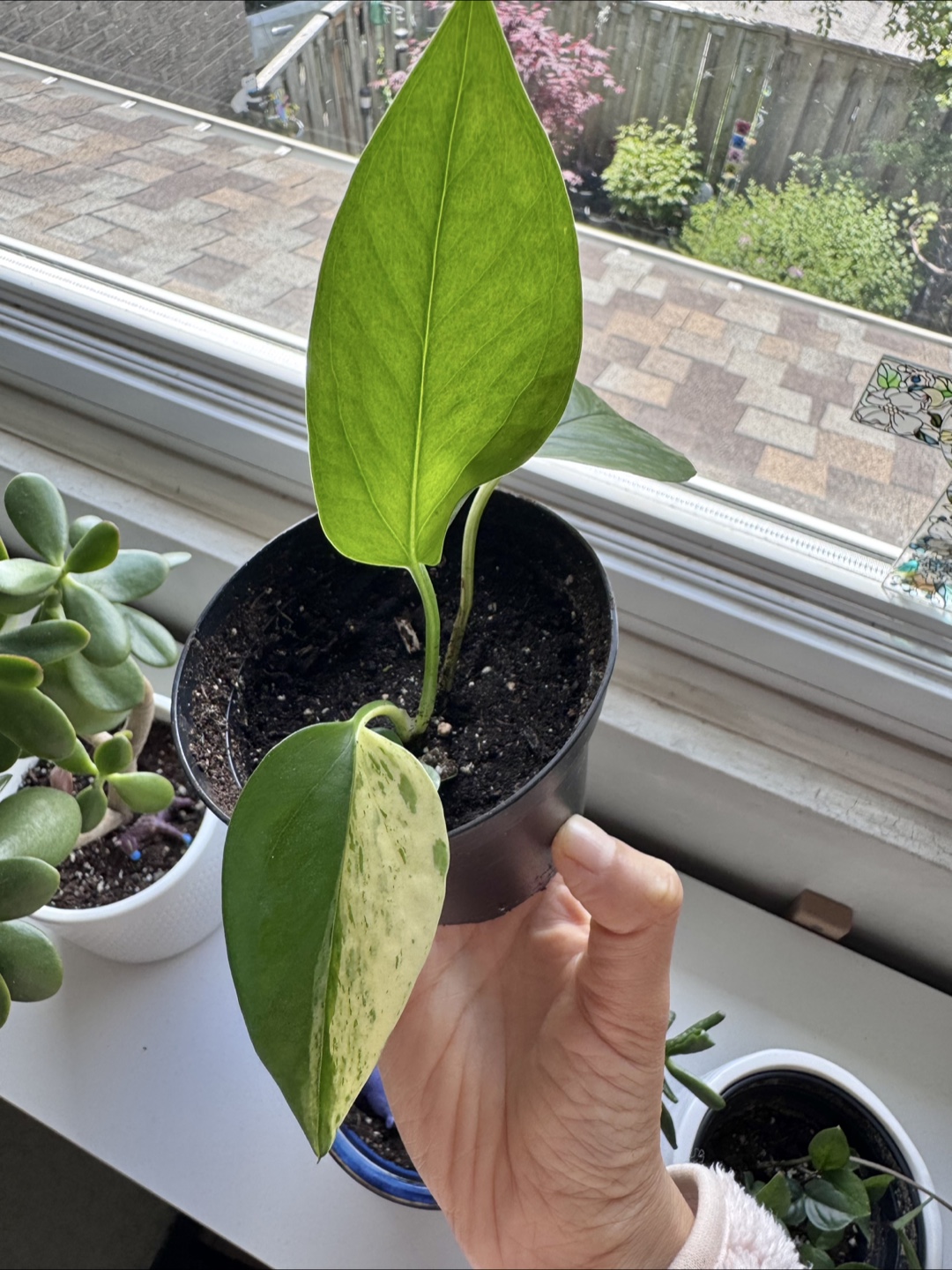 Pothos - A - photo 5