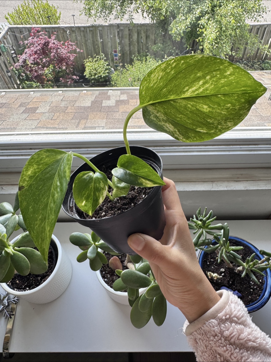 Pothos - C - photo 4