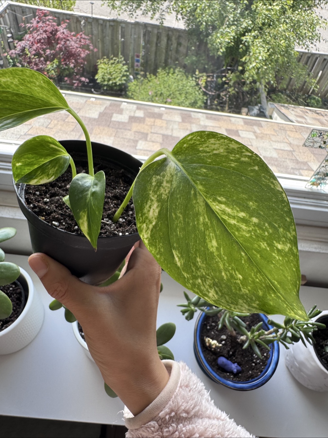 Pothos - C - photo 2