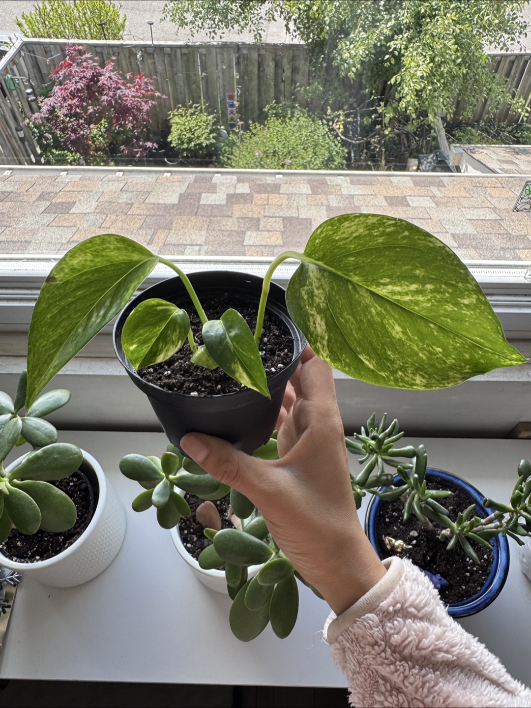 Pothos - C