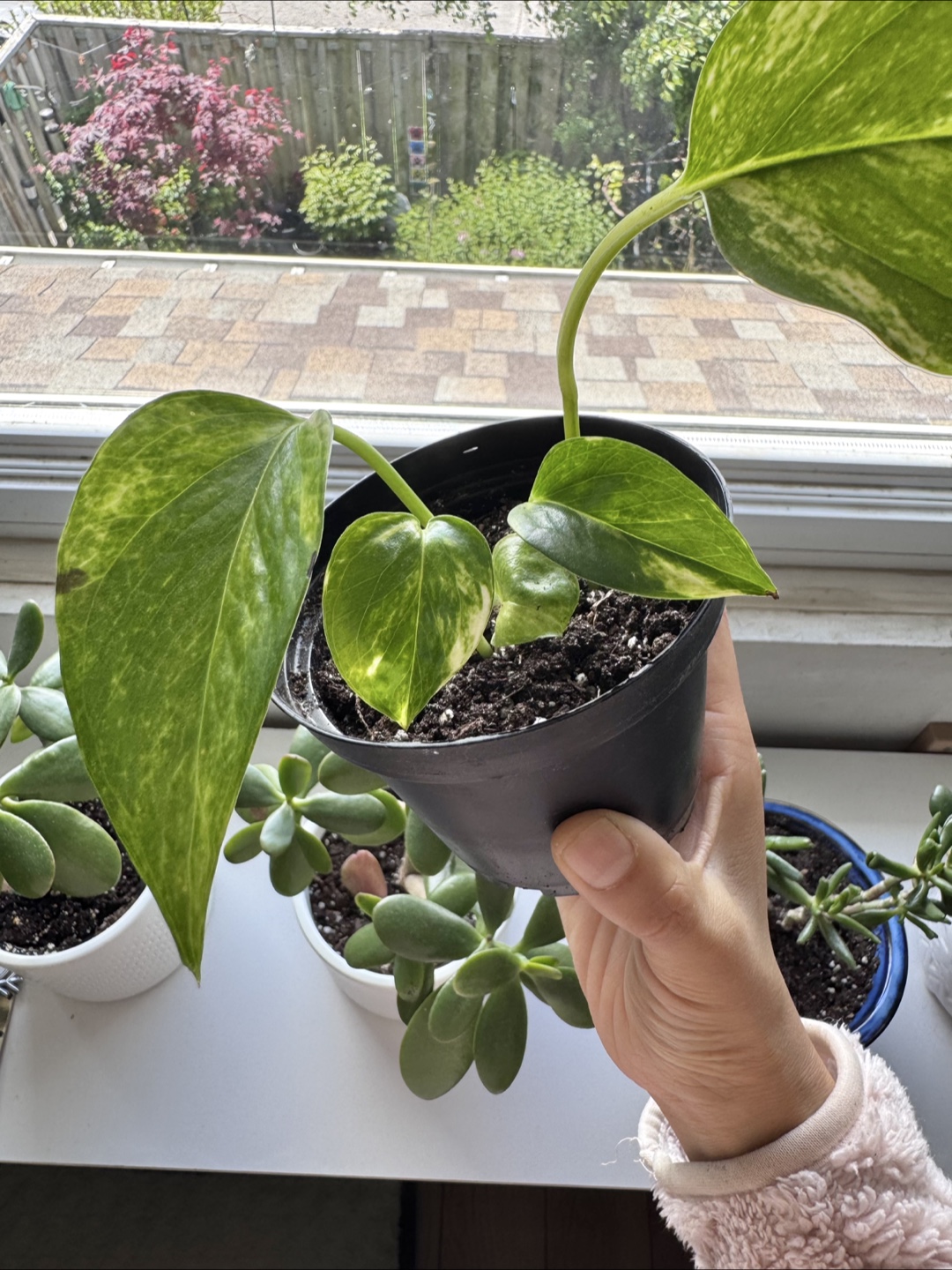 Pothos - C - photo 3