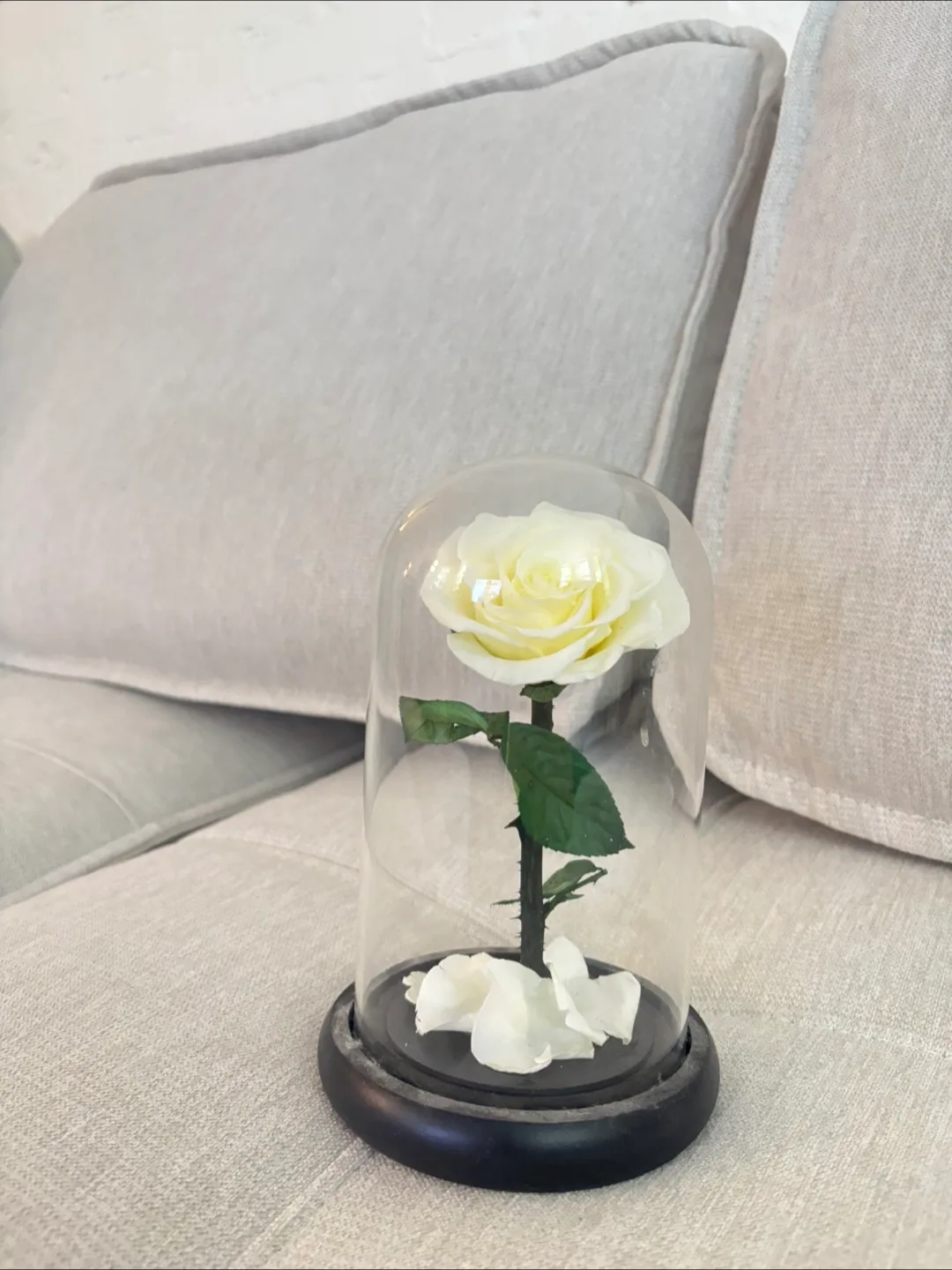 Preserved Rose in Glass Dome thumbnail