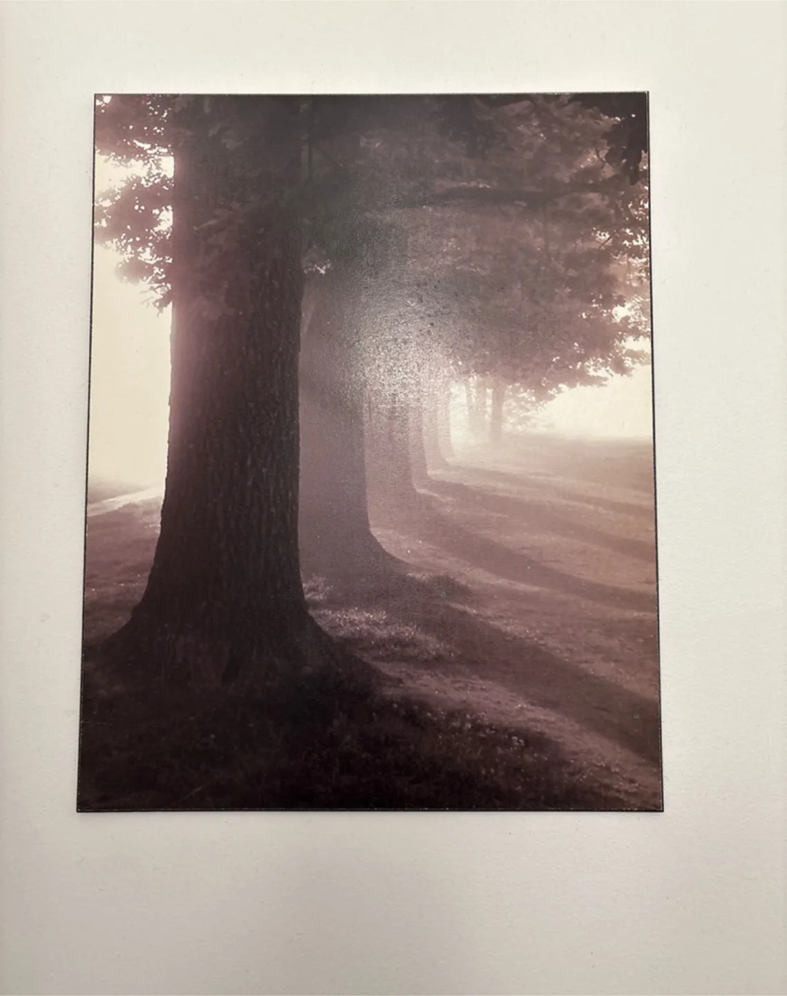 Sepia-toned Tree Lined Path Canvas Wall Art